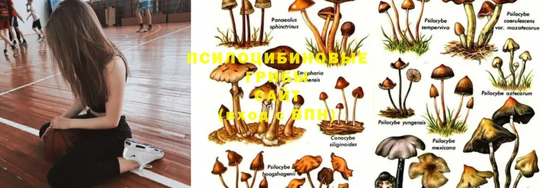 ссылка на мегу ТОР  Дно  Галлюциногенные грибы Psilocybe 